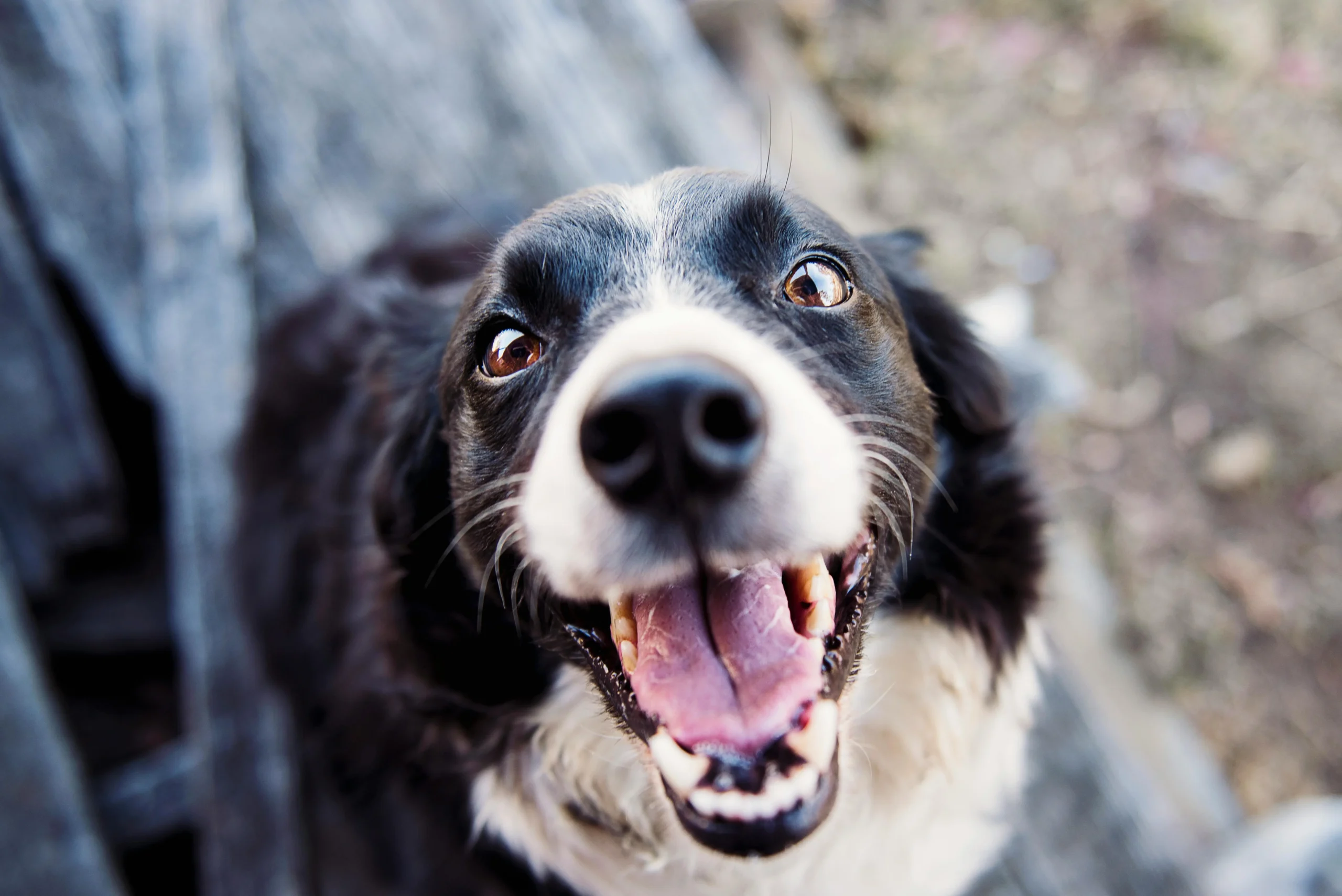 Serviços de Velório para Pets